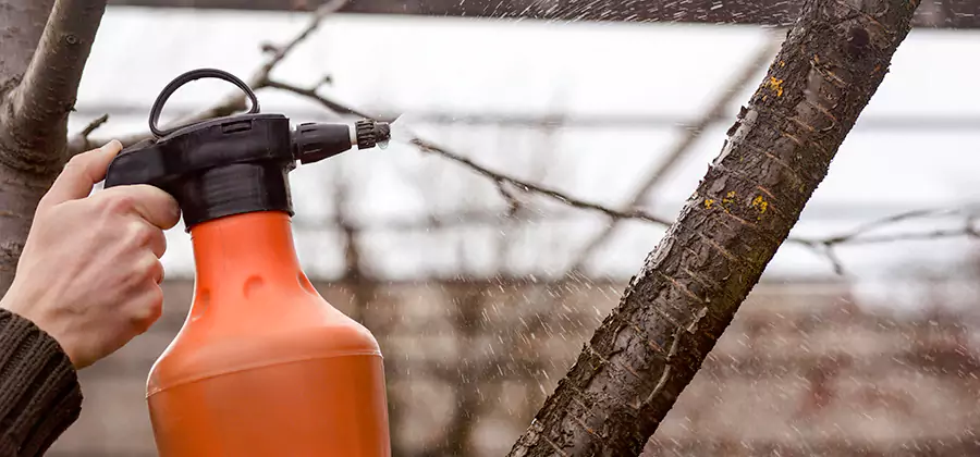 Orange Oil Structural Cavity Treatment in Mc Lean