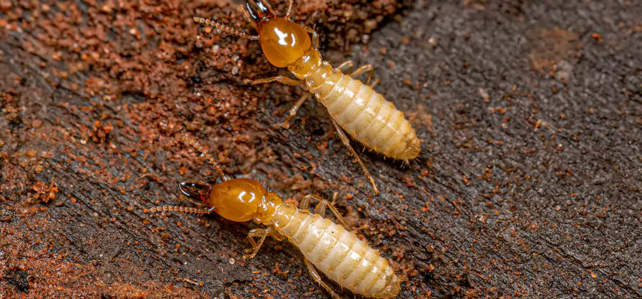 Natural Ant Hill Killer Treatment in Mc Lean