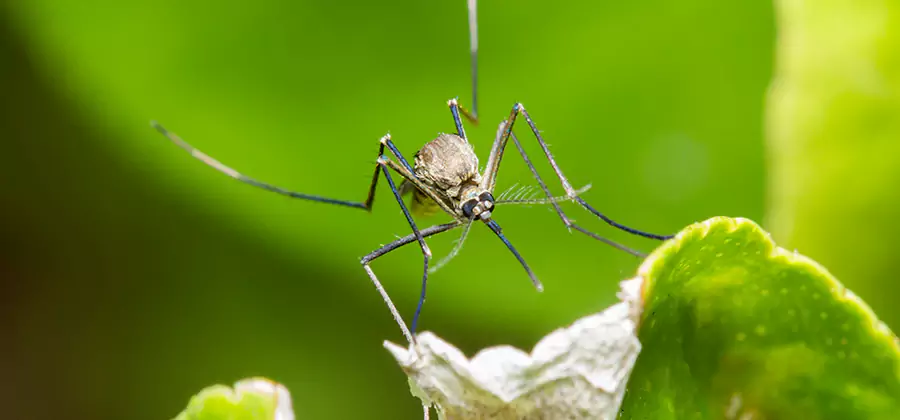 Natural Outdoor Mosquito Repellent in Mc Lean