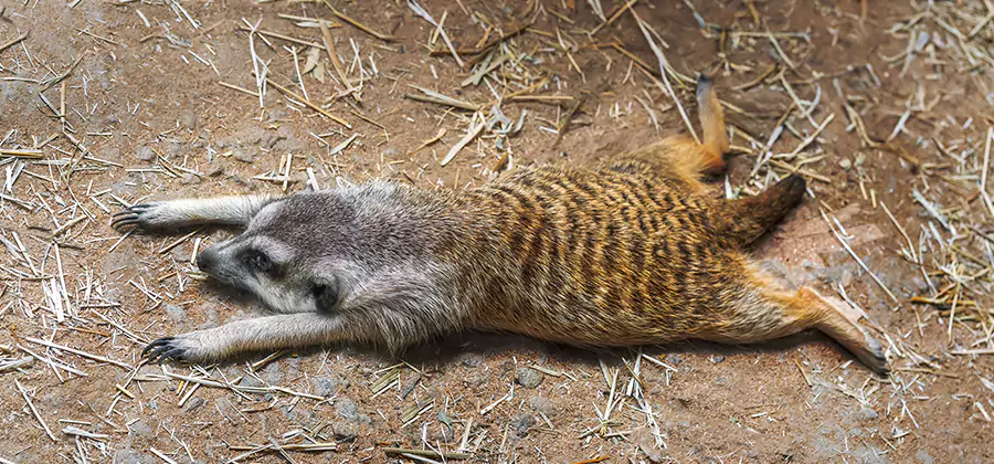 Dead Raccoon Removal in Mc Lean