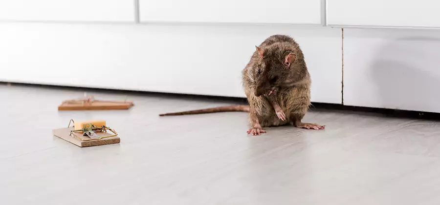 Rat Baiting Removal Service in Mc Lean