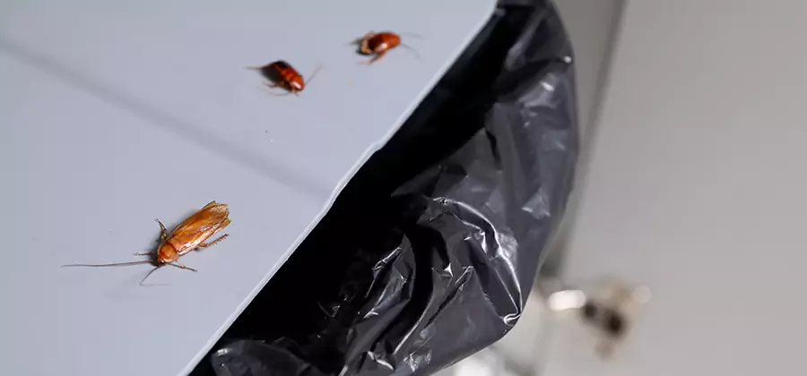 German Roach Pest Control in Mc Lean