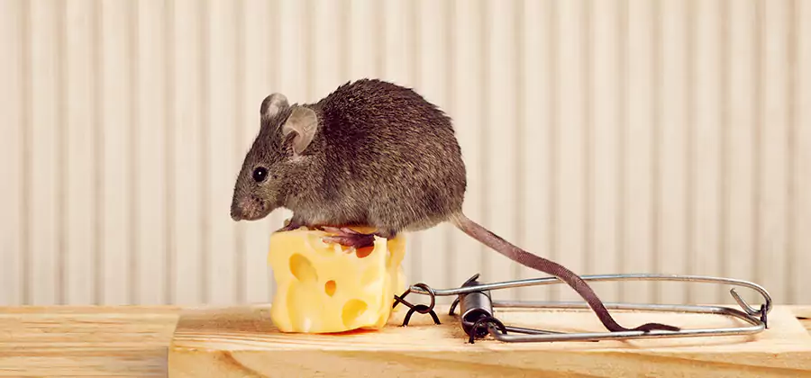 Commercial Rodent Exclusion Services in Mc Lean