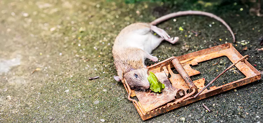Rat Trapping in Mc Lean