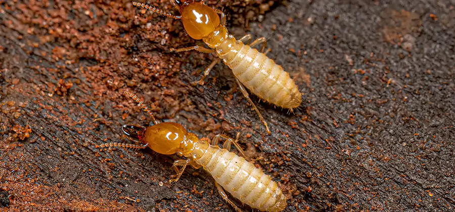 Sentricon Residential Termite Control in Mc Lean