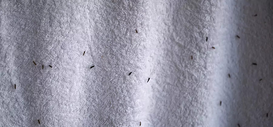 Small Black Ants in Bathroom Treatment in Mc Lean