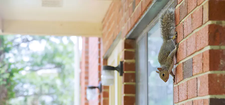 Squirrel Inside Walls Removal in Mc Lean