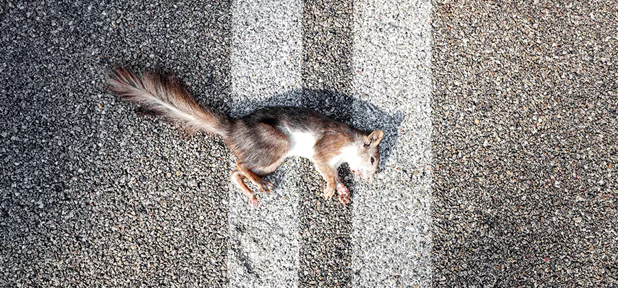 Dead Squirrel Removal in Mc Lean