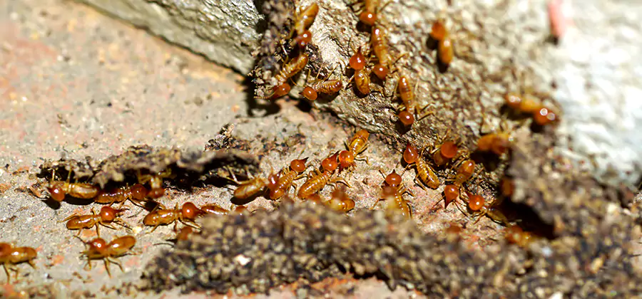 Wood Treatment and Localized Termite Solutions in Mc Lean