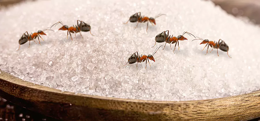 Indoor Sugar Ant Treatment in Mc Lean