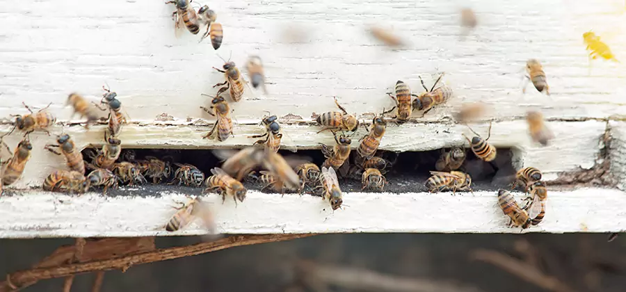 Residential Termite Fumigation in Mc Lean