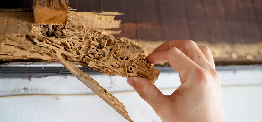 Pre-Purchase Termite Inspection in Mc Lean