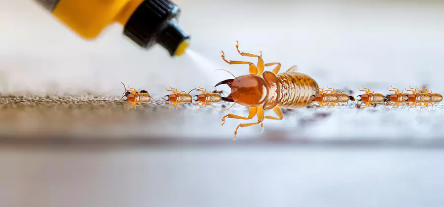 Foundation Termite Spraying Control in Mc Lean