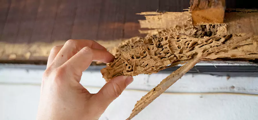 Pre-Construction Termite Treatment in Mc Lean