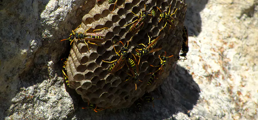 Wasp Nest in Tree Removal Mc Lean