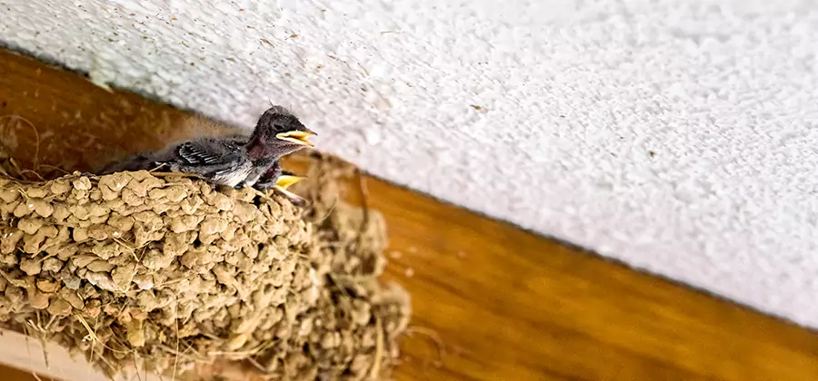 Bird Removal From House in Mc Lean