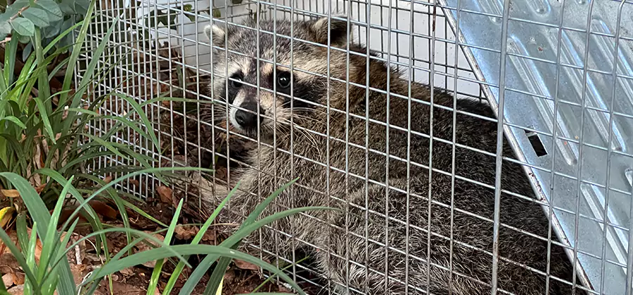Wildlife Relocation Services in Mc Lean
