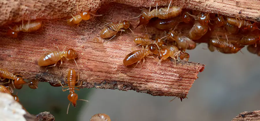 Wood Preservation Termite Treatment in Mc Lean