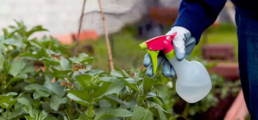 Yellow Jacket Pest Removal for Commercial Properties in Mc Lean