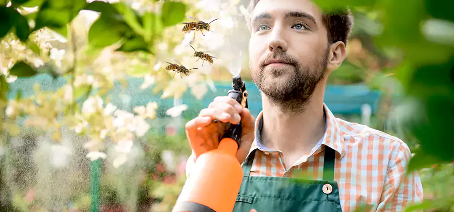 Yellow Jacket Wasp Removal in Mc Lean