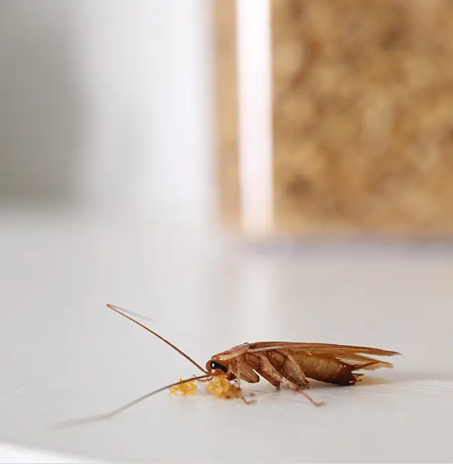 Why McLean Pest Control Pro Stands Out in Mc Lean, VA?