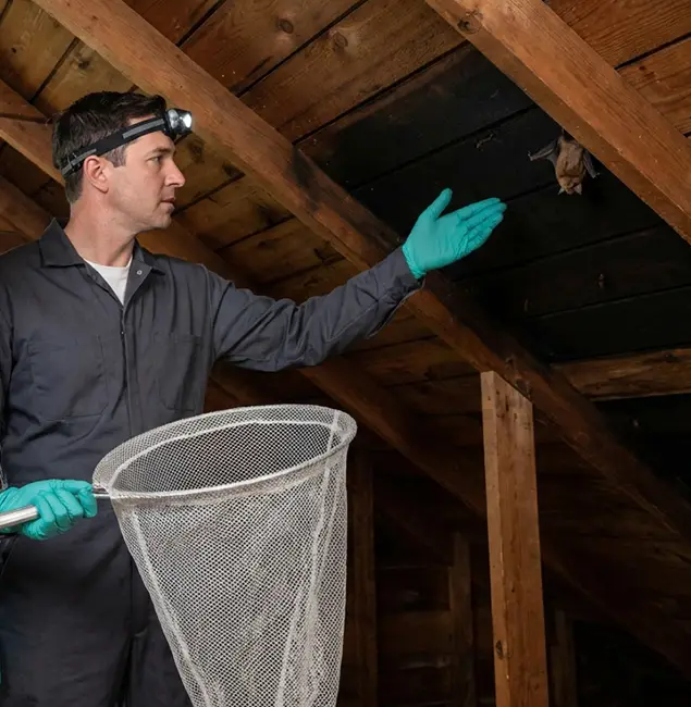Why McLean Pest Control Pro Is the Right Choice in Mc Lean, VA?