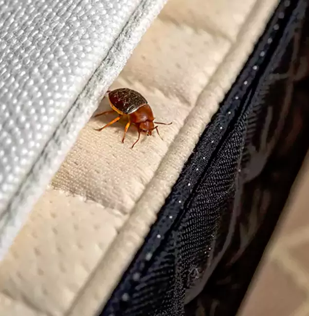 Why Choose McLean Pest Control Pro for Bed Bug Treatment at Home in Mc Lean, VA?