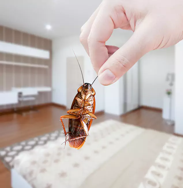 Why McLean Pest Control Pro Stand Out For Bed Bug Inspection in Mc Lean, VA?