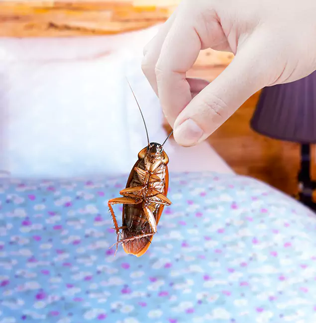 Why Choose McLean Pest Control Pro for Bed Bug Treatment in Mc Lean, VA?