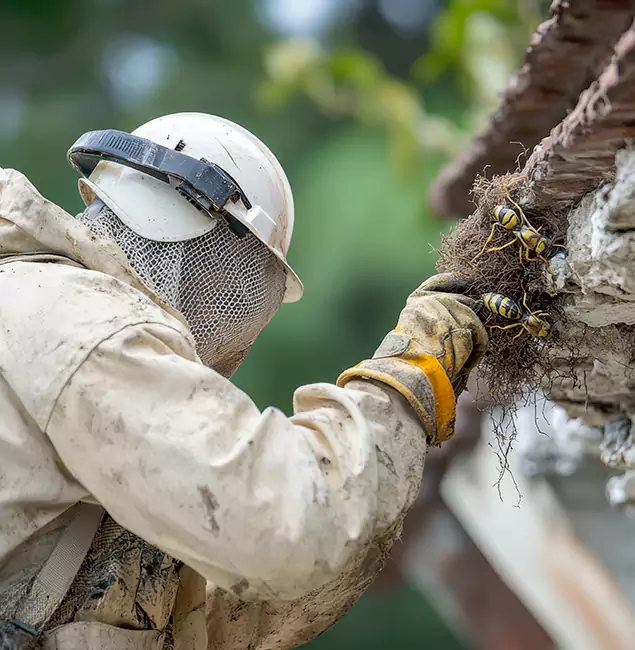 Why Mc Lean Property Owners Choose McLean Pest Control Pro for Bee Exterminator?