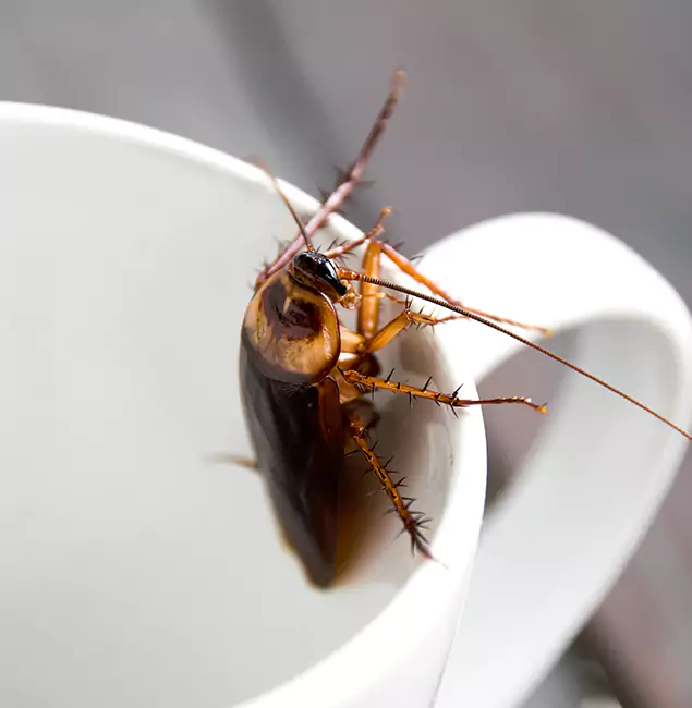 Why Mc Lean, VA Residents Trust McLean Pest Control Pro for Cockroach Fumigation?
