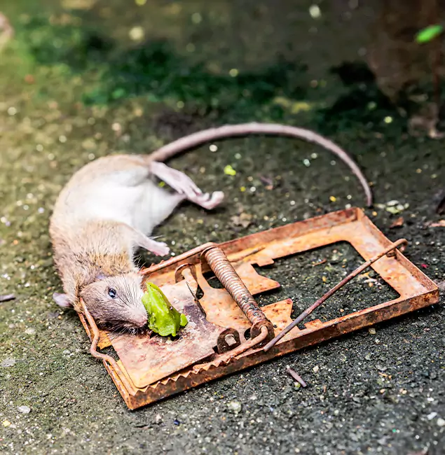 Why Mc Lean, VA Homeowners Trust McLean Pest Control Pro for Rodent Removal?