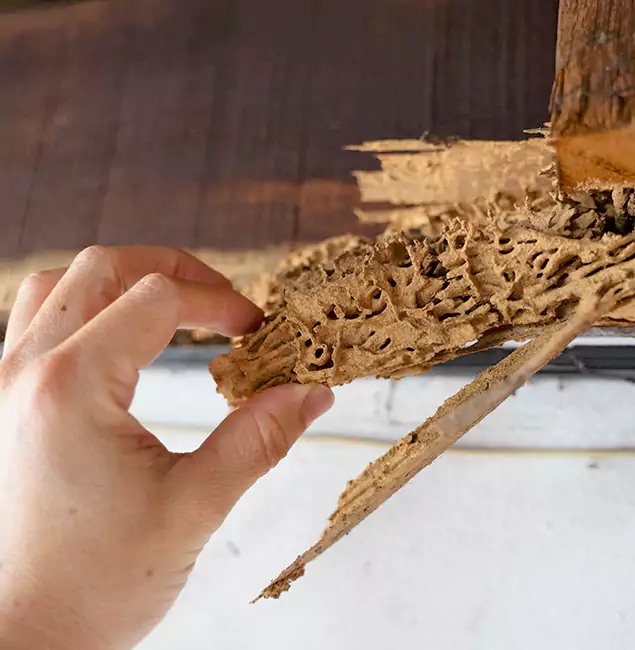 Why Choose McLean Pest Control Pro in Mc Lean, VA?