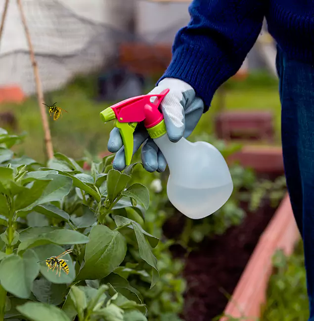 Why Mc Lean Homeowners Choose McLean Pest Control Pro for Honey Bee Removal?