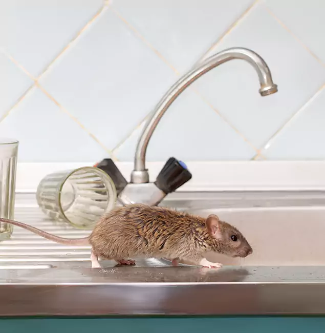 Why Mc Lean, VA Trusts McLean Pest Control Pro for Humane Rodent Control?