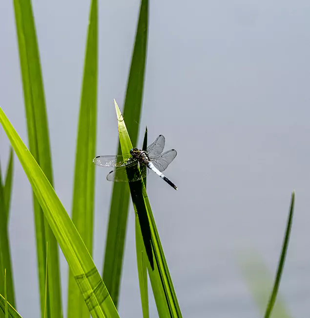 Why Mc Lean Families Trust McLean Pest Control Pro for Mosquito Prevention?