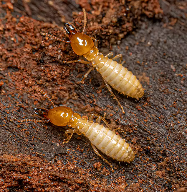 Why Choose McLean Pest Control Pro for Termite Treatment Without Tenting in Mc Lean, VA?