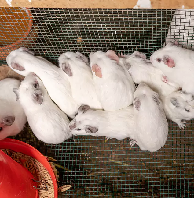 Why Choose McLean Pest Control Pro for Rat Infestation in Mc Lean, VA?