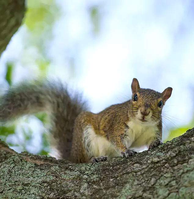 Why Mc Lean, VA Relies on McLean Pest Control Pro for Squirrel Pest Control?