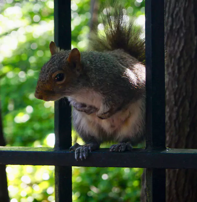 Why Mc Lean, VA Chooses McLean Pest Control Pro for Squirrel Removal?