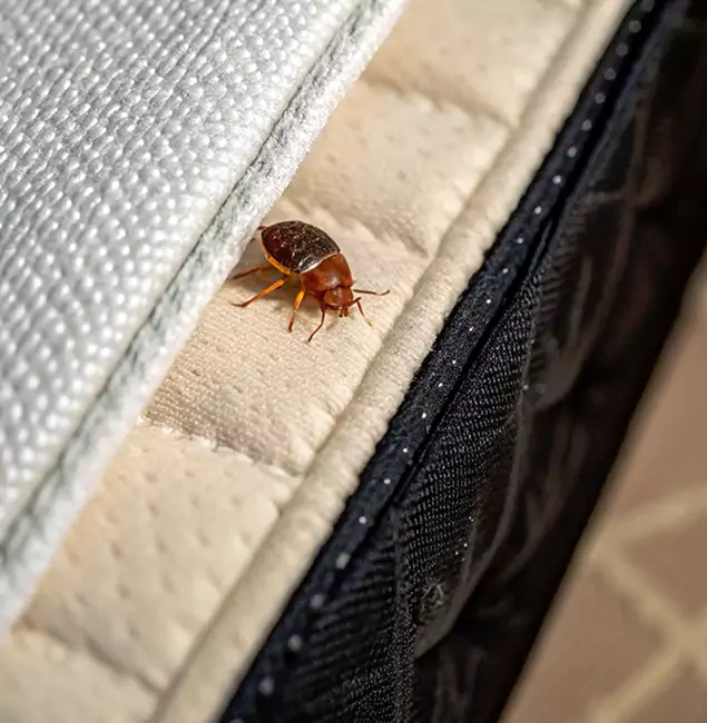 Why Mc Lean Homeowners Trust McLean Pest Control Pro for Tick Treatment?