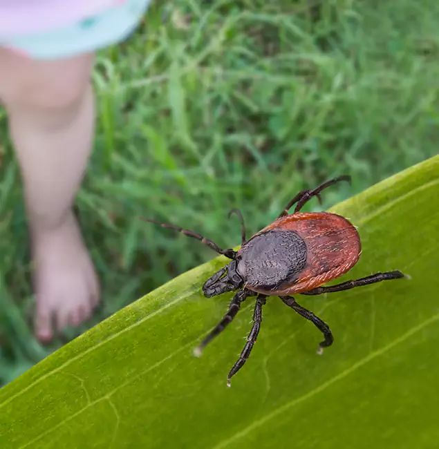 Why Mc Lean Homeowners Choose McLean Pest Control Pro for Tick Extermination?