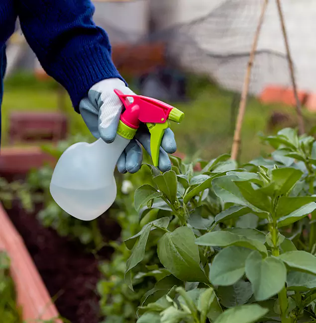 Why Mc Lean Relies on McLean Pest Control Pro for Wasp Control Services?