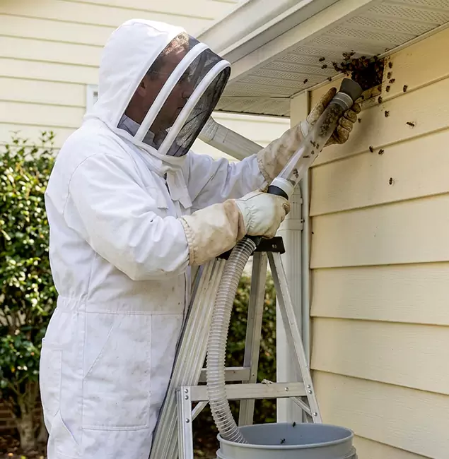 Why Mc Lean Trusts McLean Pest Control Pro for Wasp Control?
