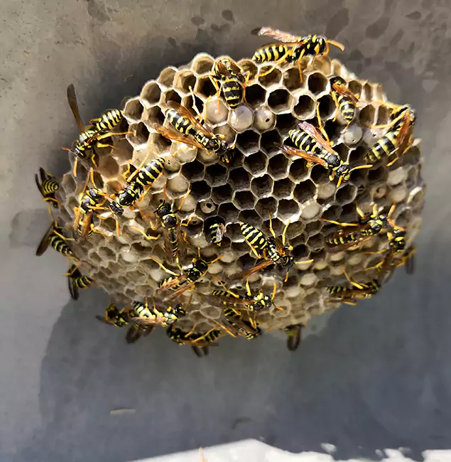 Why Mc Lean Chooses McLean Pest Control Pro for Wasp Control Services?