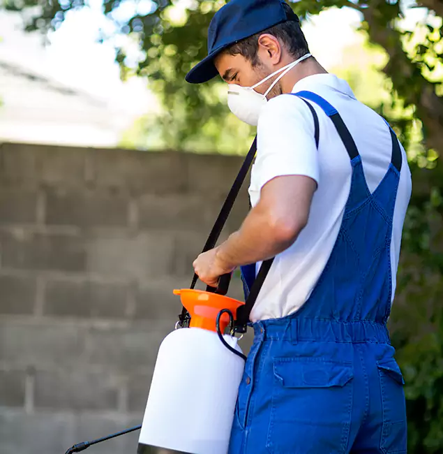Why McLean Pest Control Pro Is the Right Choice for Yellow Jacket Removal in Mc Lean, VA?