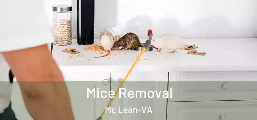 Mice Removal Mc Lean-VA