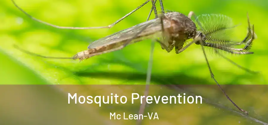  Mosquito Prevention Mc Lean-VA