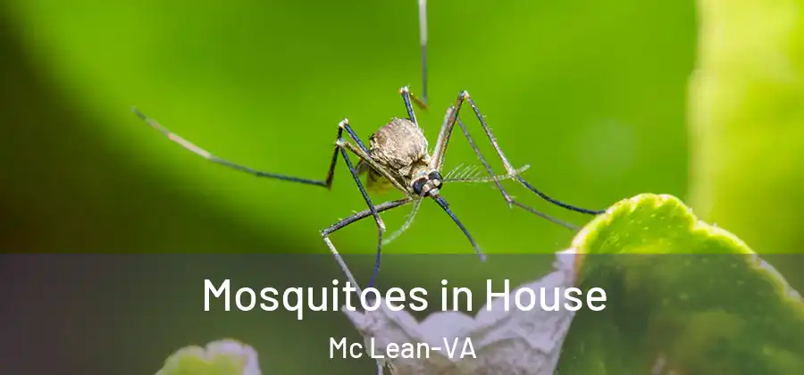 Mosquitoes in House Mc Lean-VA