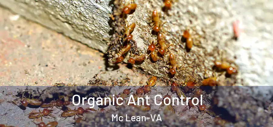  Organic Ant Control Mc Lean-VA